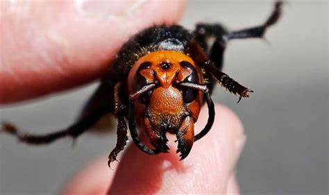 Murder hornets: Expert warns of 'large amount of venom injected' as hornet can kill humans - Big ...