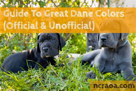 Guide To Great Dane Colors (Officially & Unofficially Recognized) | NCRAOA