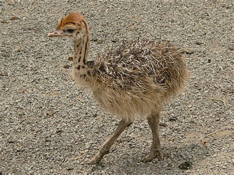 Ostrich Chick Free Photo Download | FreeImages