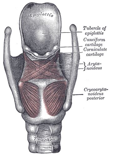 Posterior cricoarytenoid muscle - Wikiwand