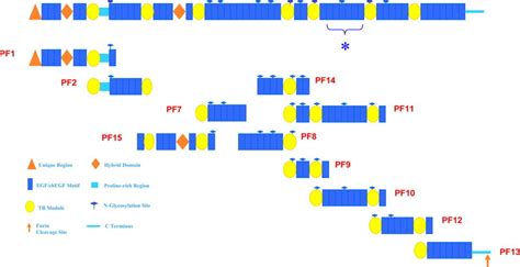 Human recombinant fibrillin-1 fragments spanning full-length ...