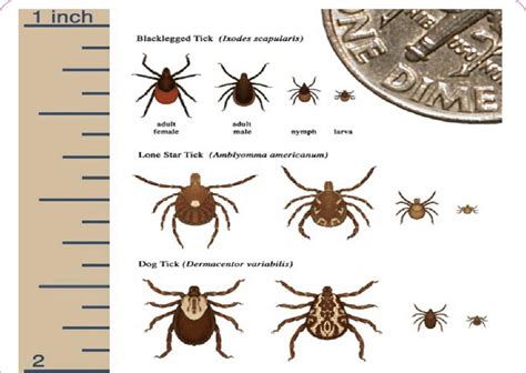 Tick Species and Size courtesy of CDC. | Download Scientific Diagram