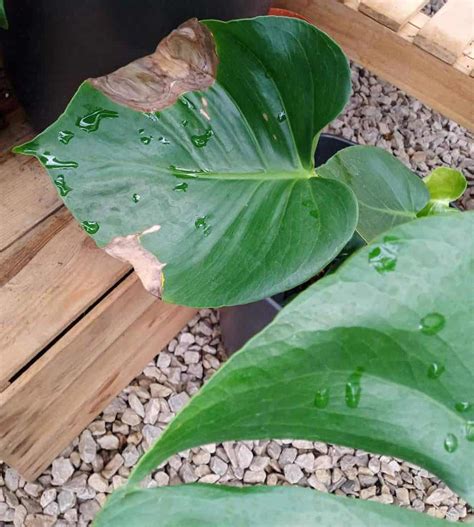 Monstera Plant Dying? (How to Revive it) – Gardener Report