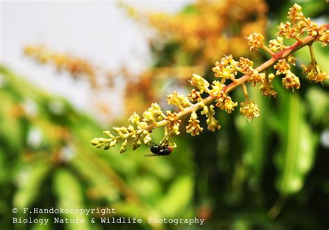 Galeri Foto Fredi Handoko: Bunga Mangga / Mangifera indica