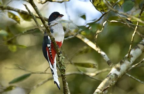 Cuba – Endemic Birds