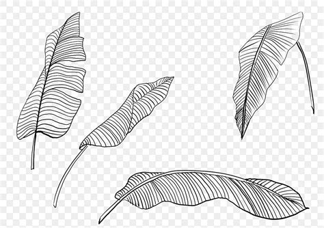 Banana Leafs PNG Image, Line Drawing Black Banana Leaf, Banana Drawing, Leaf Drawing, Wing ...
