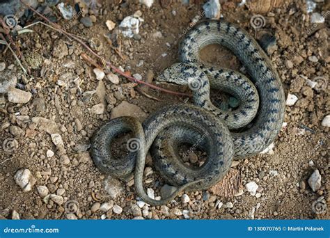 Smooth Snake - Coronella Austriaca Non-venomous Colubrid Species Found In Northern And Central ...