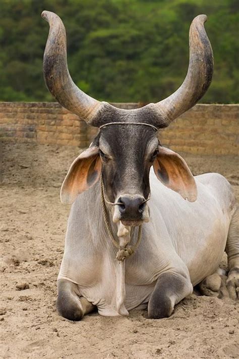 Kankrej Indian cattle | Bizarre animals, Unusual animals, Animals with horns