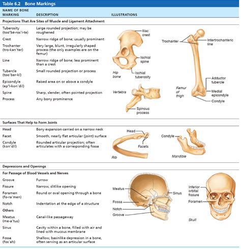 Dynamic Study Modules | Human anatomy and physiology, Anatomy bones ...