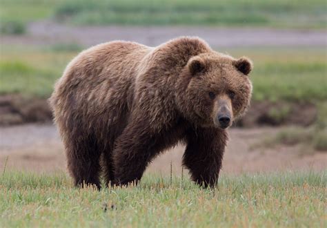 katmai national park homer kenai fjords national park bald eagles of ...