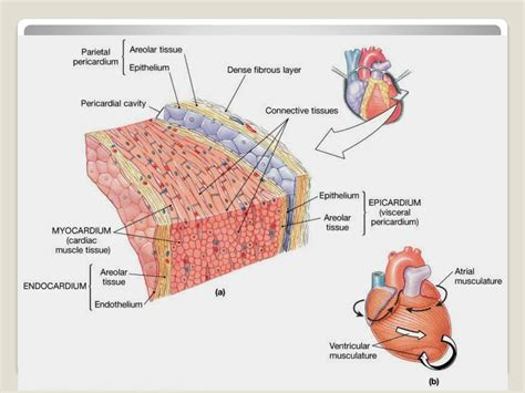 PPT - the Cardiovascular System I PowerPoint Presentation, free download - ID:4500080