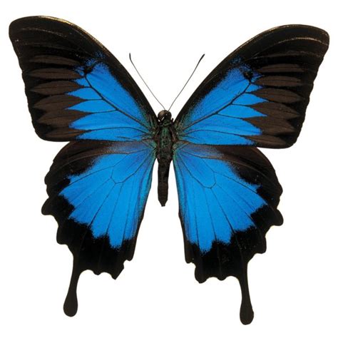 Christian Soul Symbolism: The Butterfly & Psyche - Synonym