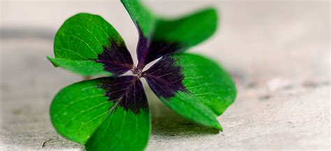 The Meaning Behind the Four Leaf Clover - Ravish Magazine