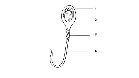 The diagram alongside refers to the structure of human sperm:i Label the part 1 4. ii What are ...