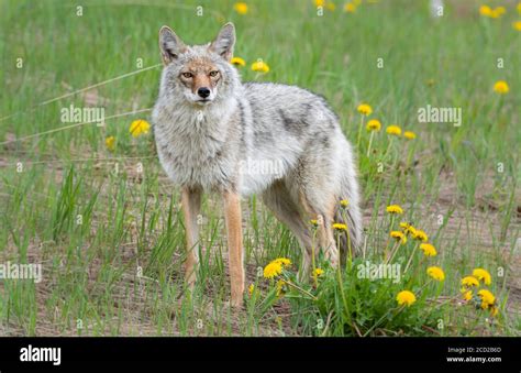 Coyote in the wild Stock Photo - Alamy