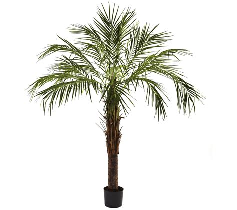 6' Robellini Palm Tree by Nearly Natural - QVC.com