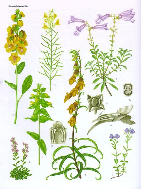 Scrophulariaceae - Alchetron, The Free Social Encyclopedia