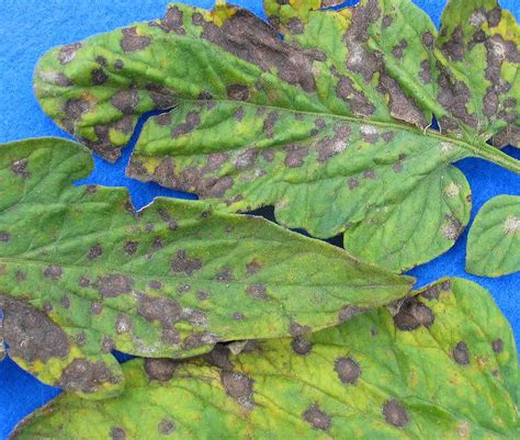 Septoria leaf spot on tomatoes