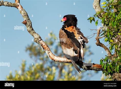 Bateleur - Terathopius ecaudatus medium-sized bird of prey in ...