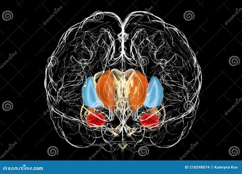 Brain Dorsal Striatum Anatomy, 3D Illustration Stock Illustration ...