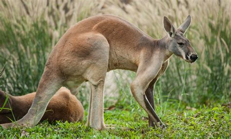 Red Kangaroo (Macropus rufus) | about animals