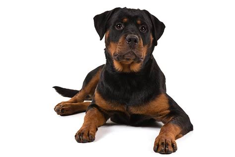 Rottweiler Dog Breed Information