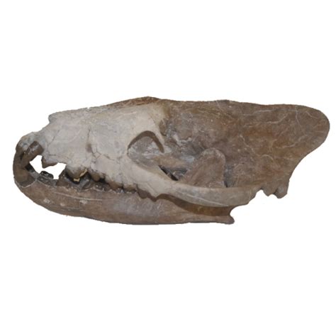 Hyaenodon Fossils for sale | M & M Fossils