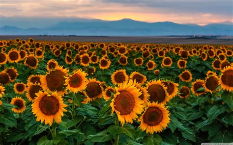 Sunflowers At Sunset Wallpapers - Wallpaper Cave