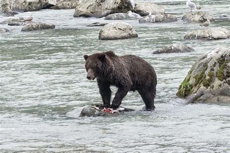 Visiting Alaska In September: An Epic Escape To The Wild - Backpackingman