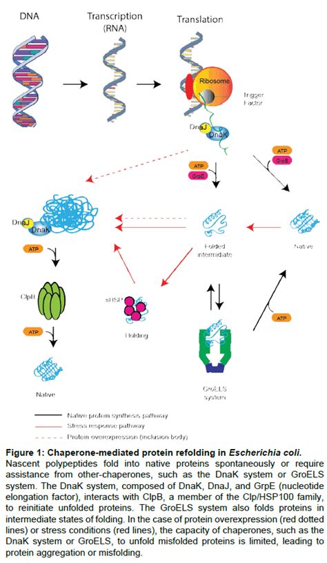 Protein Expression via the Molecular Chaperone ClpL