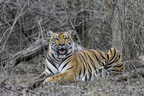 Ranthambore National Park - Edge of Wild Travel & Photography