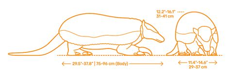 Giant Armadillo (Priodontes maximus) Dimensions & Drawings | Dimensions.com