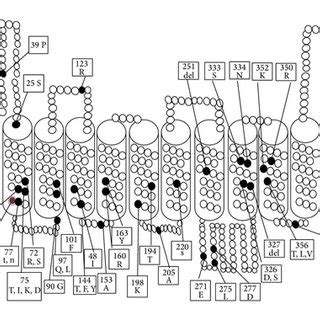 Detailed structure of P-glycoprotein molecule. It is made up of two... | Download Scientific Diagram