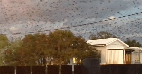 Terrifying video shows 150,000 screeching bats invading small town | Metro News