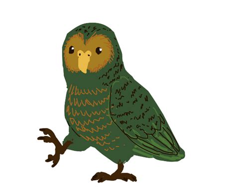 Kakapo (bird) - Drawception