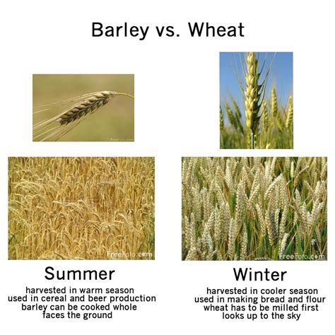 Learn a little bit about Barley and Wheat | Barley, Wheat, Up to the sky