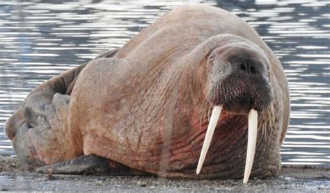 Spot the walrus! WWF is seeking animal detectives after the visit of ‘vagrant’ Thor | Nature ...