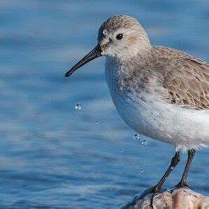 Cape May Bird Observatory | New Jersey Audubon