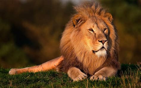 Lion sitting on grass HD wallpaper | Wallpaper Flare