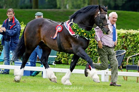 Sanimage 19th International Welsh Pony and Cob Show Ermelo - San Image