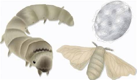 13: Production of silk: the caterpillar, moth and cocoon. | Download Scientific Diagram