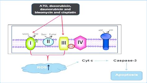 Mechanism of ROS generation and apoptosis induction by the ATO,... | Download Scientific Diagram