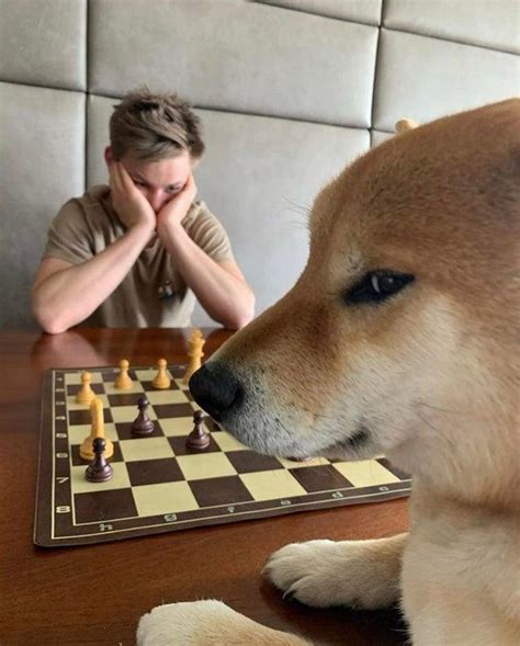 Dog Playing Chess Template | Dog Playing Chess | Know Your Meme