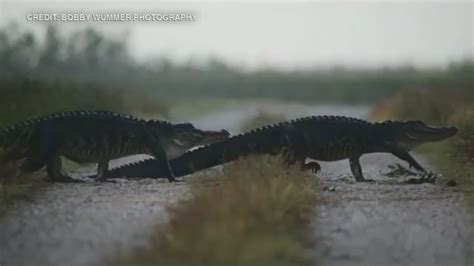 Photographer captures 'parade of gators' on video - ABC13 Houston