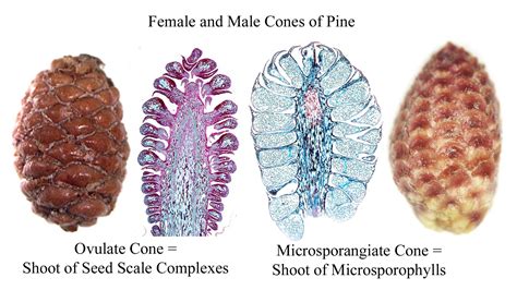 Parts Of A Pinecone