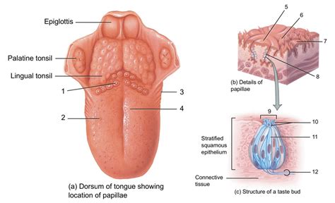 gustatory structures diagram Diagram | Quizlet