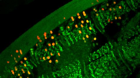 Fluorescence Microscopy Solutions | Bruker