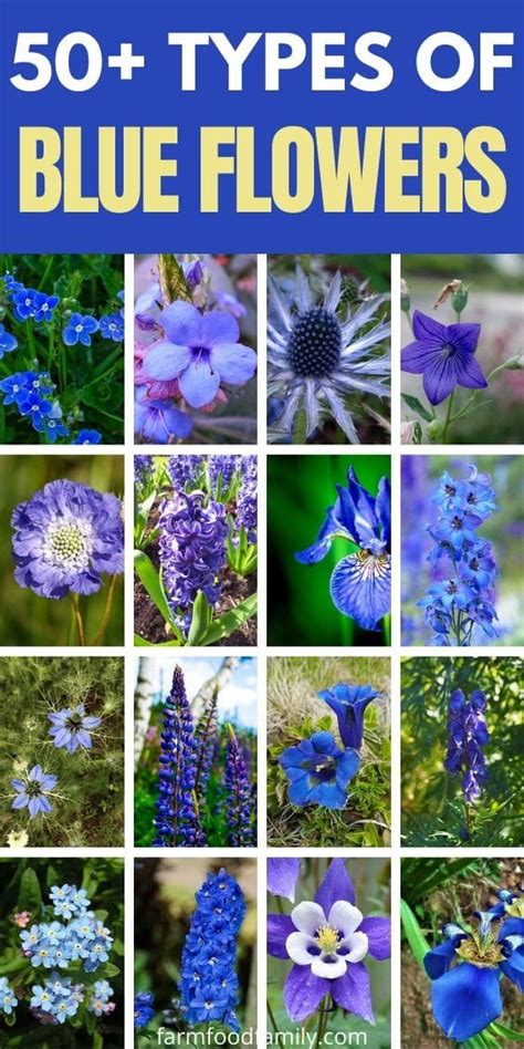 50+ Types Of Blue Flowers With Names, Meaning and Pictures | Types of ...