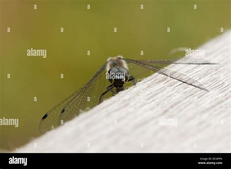 Common Darter Dragonfly Stock Photo - Alamy