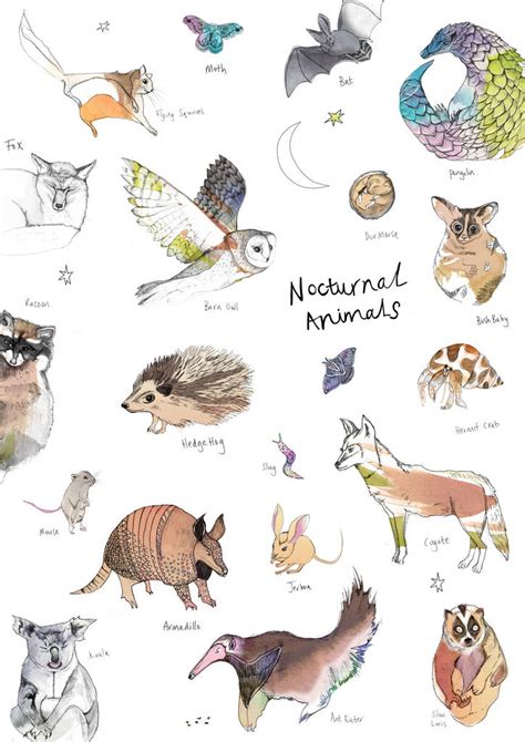 Nocturnal Animal Art Print By Nina Nou